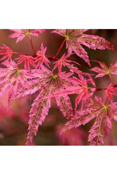 Acer palmatum Phoenix опис
